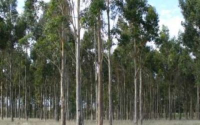 Creció casi un 800 % la venta de semillas de eucalipto para producir papel