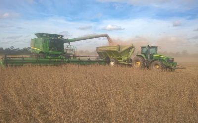 Soja y maíz: cómo se revalorizó la cosecha con la reciente mejora de precios