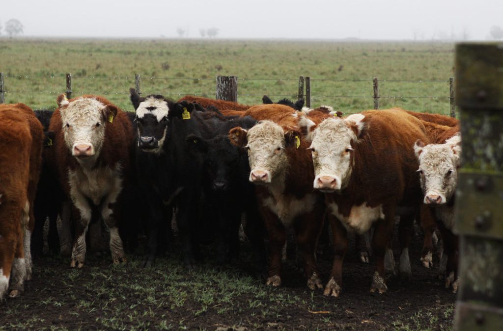Entró en vigencia el Plan Nacional de Control de Brucelosis Bovina: qué es necesario saber