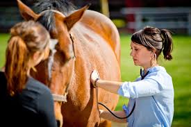 Nueve recomendaciones para controlar la Anemia Infecciosa Equina