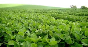 Prevén ascenso térmico, acompañado por precipitaciones de variada intensidad