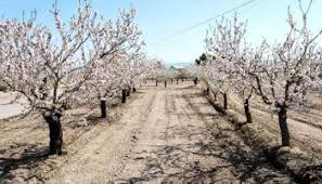 Informe SENASA «Situación de la Producción Orgánica en Argentina el año 2018.  