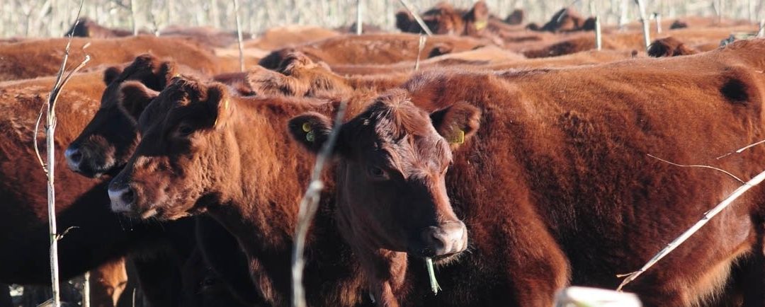 Las exportaciones de marzo fueron de 177,4 millones de dólares