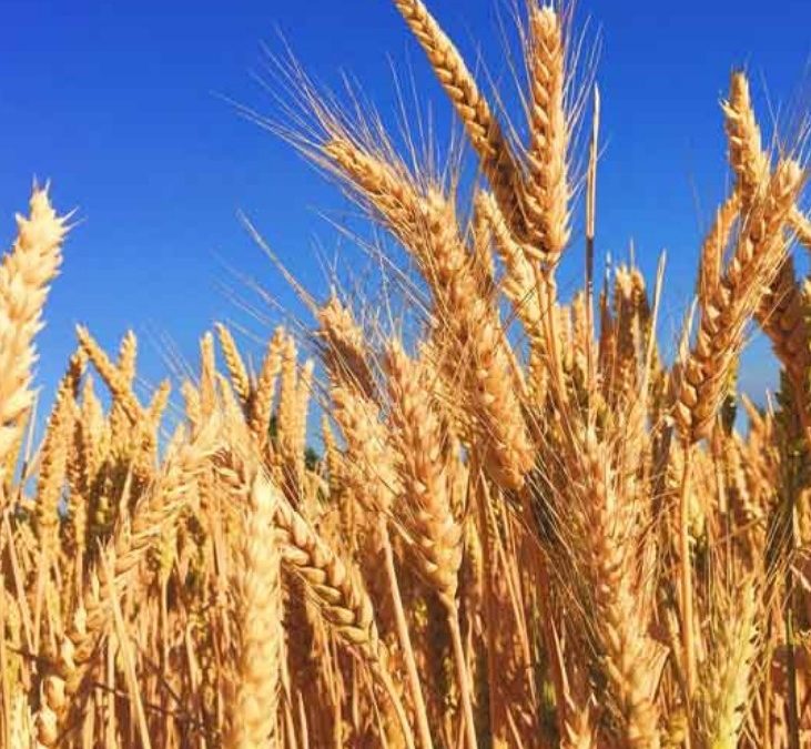 Mercado local de granos con ganancias para el trigo disponible