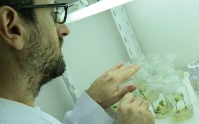Reconstruyen los lazos genéticos entre casi 200 variedades de duraznero