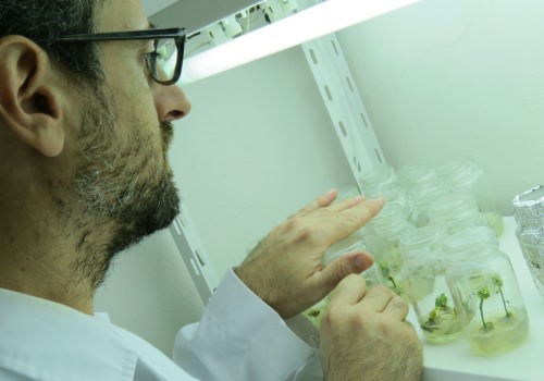 Reconstruyen los lazos genéticos entre casi 200 variedades de duraznero