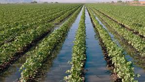 Chaco: se perdió gran parte de la cosecha de soja por lluvias intensas