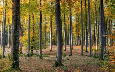 Alianzas locales planta-microbios dan forma a biomas globales