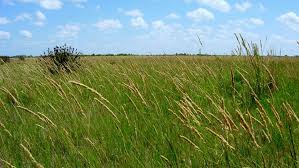 Presentan un portal web para el seguimiento de los pastizales