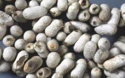 La sericultura: la actividad donde las mujeres hacen historia