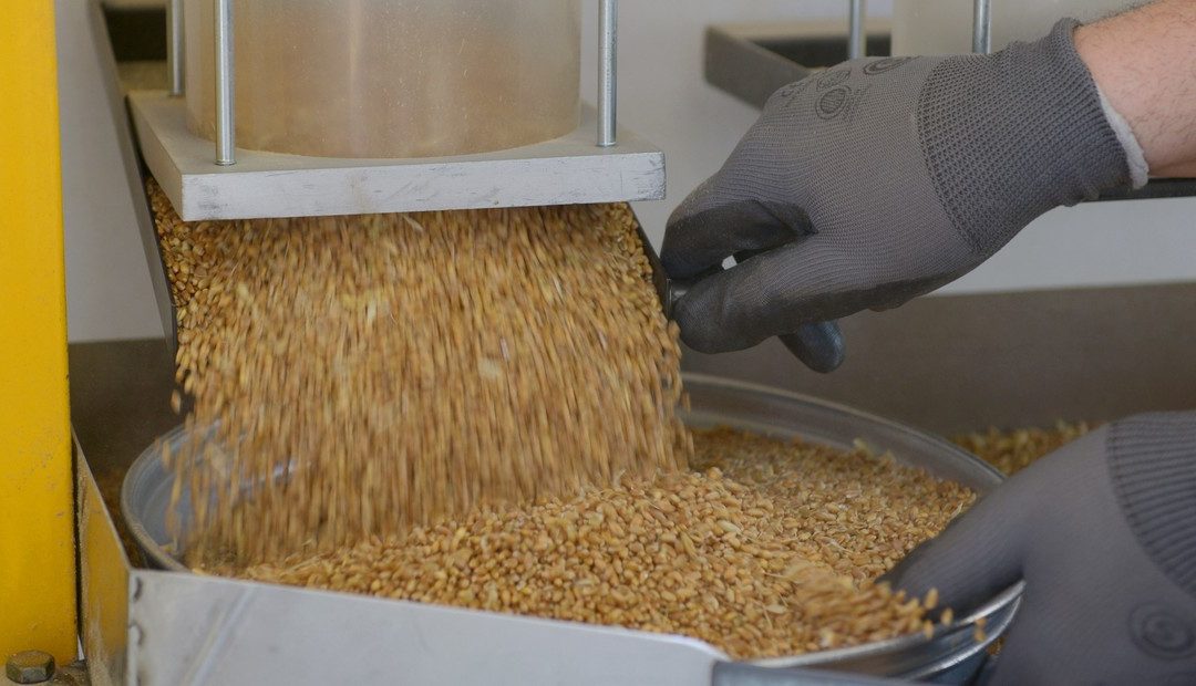 Trigo agroecológico: Santa Fe realizó la primera molienda a gran escala