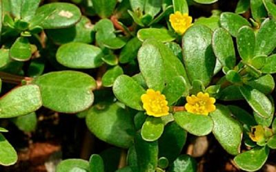 La vuelta de la ‘verdolaga’