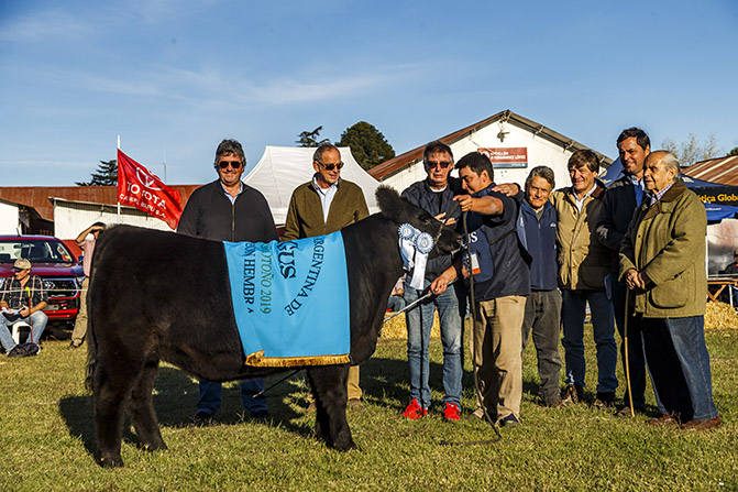 Angus consagró sus Terneros Campeones de otoño