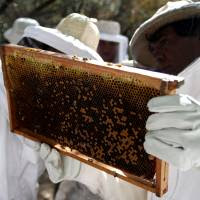 Incorporan la miel de yateí al Código Alimentario Argentino