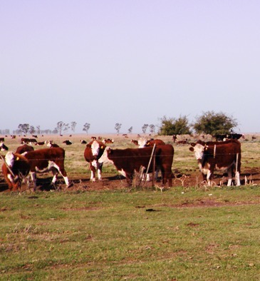 Agroindustria difundió el informe sobre stock bovino