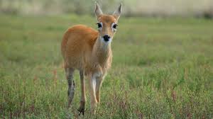 Hasta un 70% de descuento en impuestos a propietarios de campos en General Lavalle que cuiden al Venado de las pampas