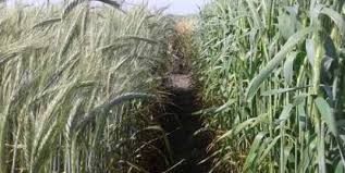 Presentan tres nevas variedades del cereal forrajero Triticale