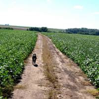 Se declaró la emergencia agropecuaria en La Pampa y Catamarca