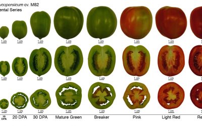 Fisiología del crecimiento y maduración de frutos
