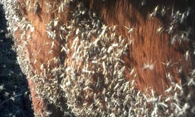 Invasión de mosquitos está matando ganado en Córdoba: qué pasó