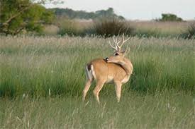 Hasta un 70% de descuento en impuestos a propietarios de campos en General Lavalle que cuiden al Venado de las Pampas