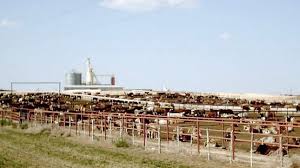 La Cámara Argentina de Feedlot y FIDA se unen para garantizar el cumplimiento de estándares de calidad en los corrales