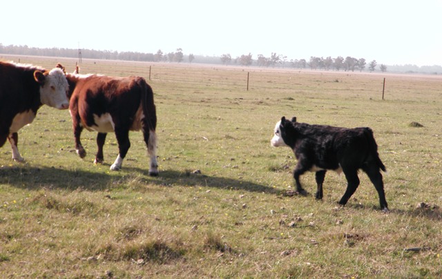 “Construyendo la agenda del campo”, jornada de la Sociedad Rural Argentina