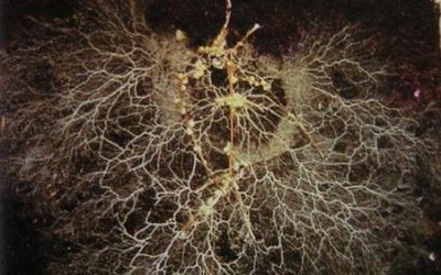 Materia microbiana importa: Lo que el Informe sobre la Diversidad Biológica significa para el suelo