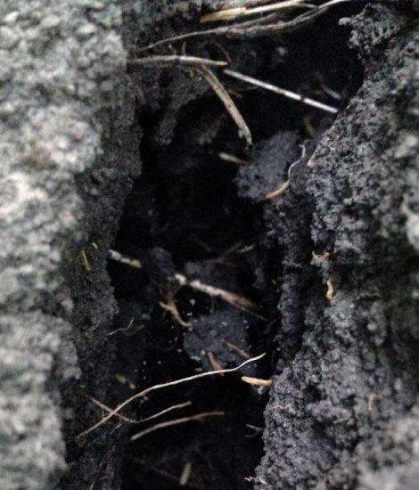 ¿Cómo afecta la profundidad de la raíz al suelo cercano?