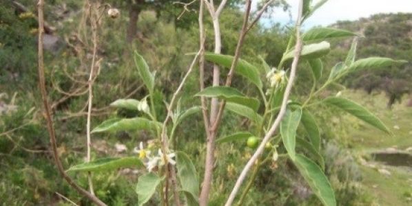 En San Luis, descubren una maleza tóxica que afecta al ganado caprino