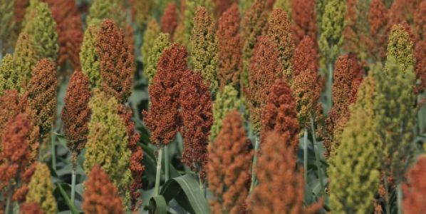 El sorgo gana protagonismo en las dietas ganaderas