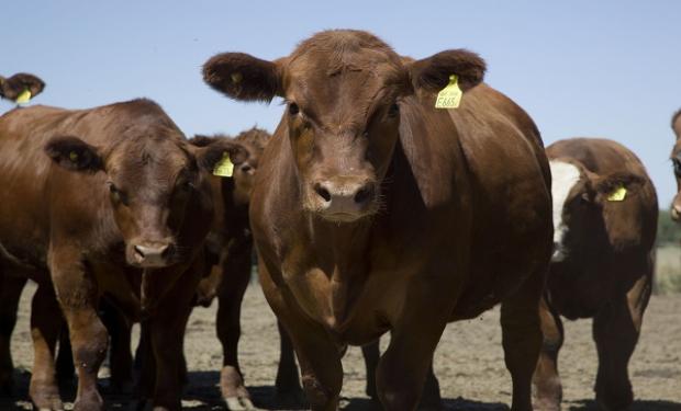 Desarrollaron una app para el campo y ahora van por un premio millonario