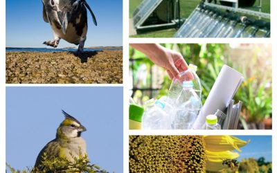 Convocatoria del Fondo para la Conservación Ambiental