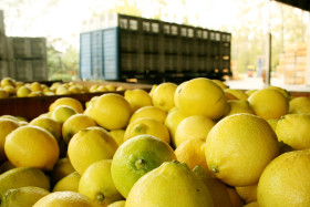 Se abrió el mercado chileno para la exportación de limones frescos argentinos