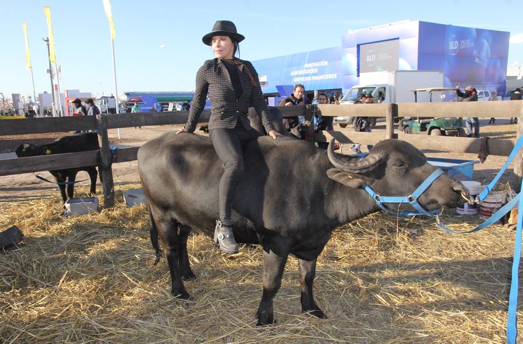 Los búfalos son el nuevo atractivo en los palenques de Agroactiva