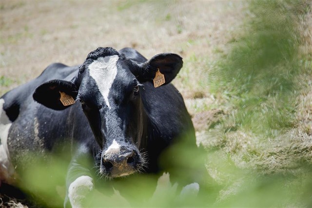 Brasil confirmó que en el Mato Grosso se detectó un caso de «vaca loca» atípico