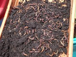 Lombricultura: Ahorro en el uso de fertilizantes y mejora de los cultivos