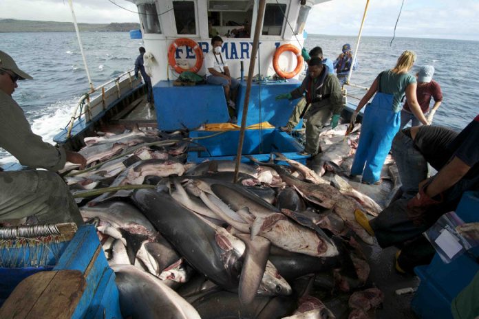 Jefe de la FAO elogia el tratado internacional de lucha contra la pesca ilegal, no declarada y no reglamentada