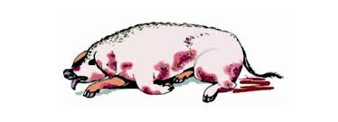 Peste porcina africana: La importancia de mantener el estatus del país como exento de la temida enfermedad