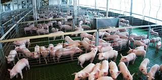 Argentina y el potencial del mercado porcino interno