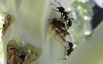 Cómo alejar a las hormigas negras de las huertas y jardines