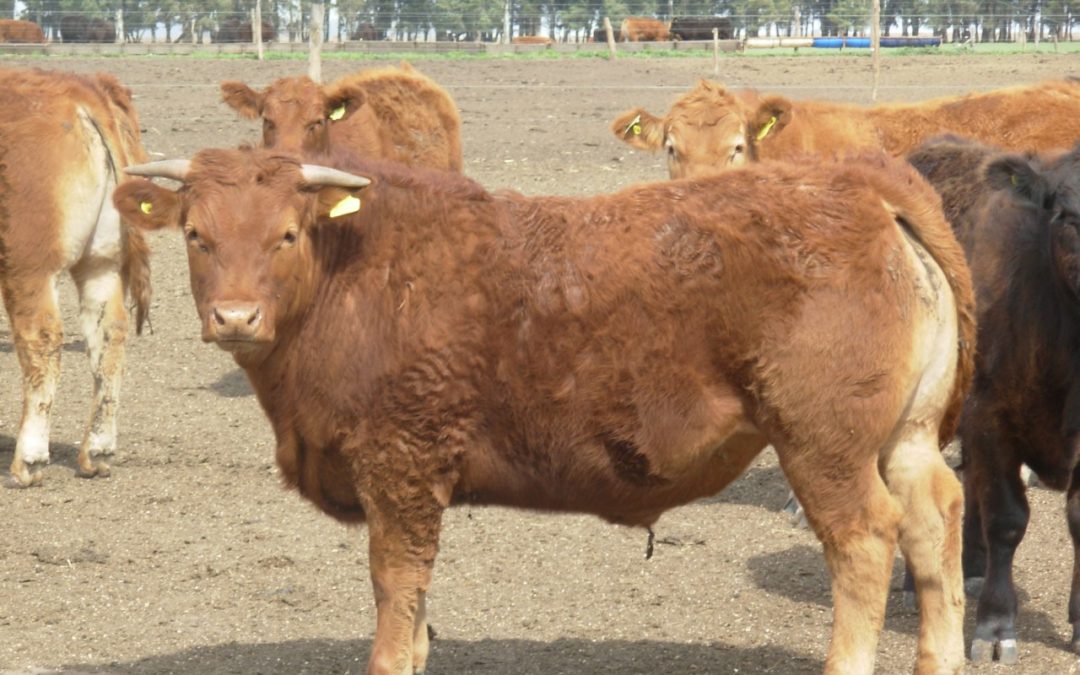  Limflex, la herramienta flexible de Limousin para producir más y mejor carne vacuna