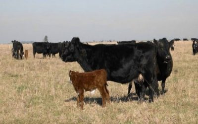 Caravanas electrónicas: ¿Sirven para preñar vacas con cría?