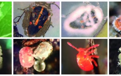Complejo hongos entomopatógenos para control de la chinche pintada (Bagrada hilaris)