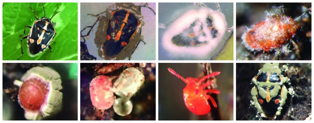 Complejo hongos entomopatógenos para control de la chinche pintada (Bagrada hilaris)