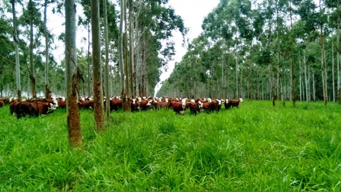 La adopción de Sistemas Foresto Ganaderos aumenta la rentabilidad de la producción agropecuaria