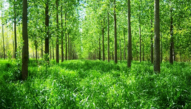 Gramíneas invernales con buenos resultados para la actividad forrajera en el Delta del Paraná