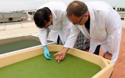 La lenteja de agua, tecnología de cultivo para transformar los excrementos en materia rica en proteínas