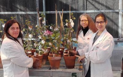 El INTA obtuvo plantas transgénicas de algodón