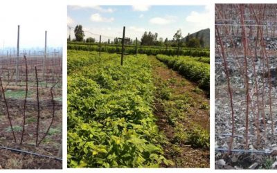 Tipos de poda del frambueso